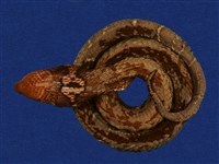 藏品(眼鏡蛇)的圖片